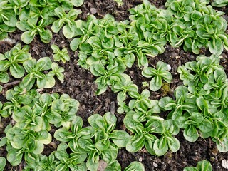 Aerial view of field salad in vegetable garden.