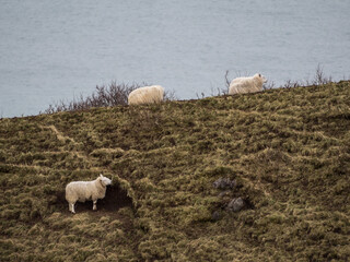 Sheep by the sea