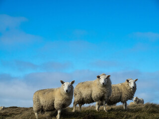 Three sheep looking at the camera