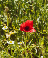 Fototapeta premium Fleur de coquelicot solitaire ou Papaver rhoeas à pétales froissés rouge vif et boutons floraux dans un champ de colza