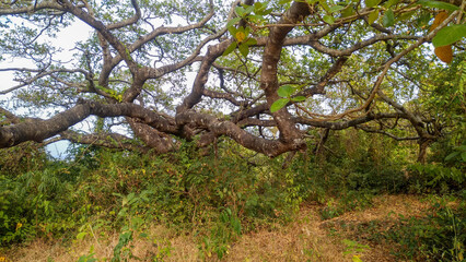 Bodhi tree, Ficus religiosa L., Big tree, Old tree
