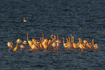 Obraz premium Flamingo's in Holland