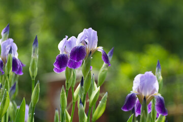 Irirs blooming at the summer green grass