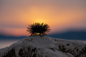 Sea urchins in backlight and sunset