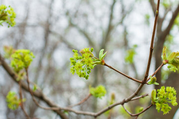 Tree buds blossom in early spring, the youngest and smallest leaves in the spring awakening of the tree