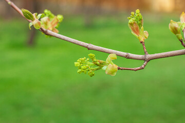 Tree buds blossom in early spring, the youngest and smallest leaves in the spring awakening of the tree