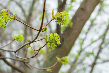 Tree buds blossom in early spring, the youngest and smallest leaves in the spring awakening of the tree