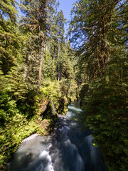 Fototapeta premium A river running through a narrow gorge in a lush green forest, part of Olympic National Park in the Quinault Rainforest.