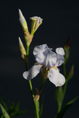 Irirs blooming at the summer green grass