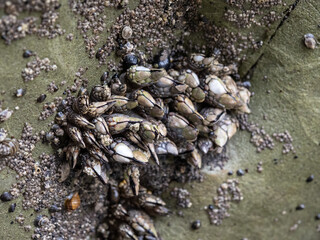 A cluster of barnacles clinging to the crevice of a rock, along the coast in Olympic National Park, close up.
