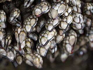 A cluster of barnacles clinging to the crevice of a rock, along the coast in Olympic National Park, close up.