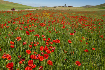 campo de amapolas, Azrou, Ifrane, Marruecos, Africa