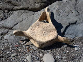 A bleached whale spine vertebra laying on a beach along the Pacific Northwest coast.