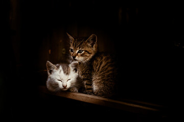 two tiny cats on black background