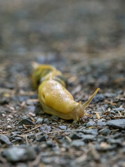 A large yellow banana slug on a gravel trail, close up.