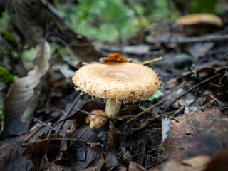 Wet Mushroom