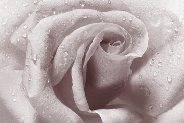 Perfect blooming head of a fresh rose with dew drops in close-up. Degraded tones image ideal for trendy home interior wall decoration.