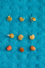 Sprouting pepper seeds