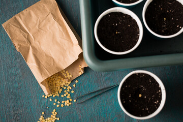 Garden still life, top view