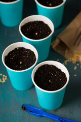 Garden still life pots with pepper seeds