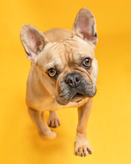 Portrait. French Bulldog. Colour Fawn, walking towards camera. Solid Color Background.