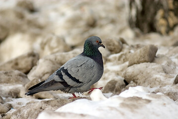 a pigeon on top of a pile of dirty snow