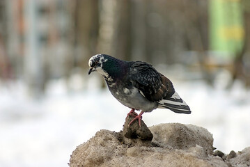 a pigeon on top of a pile of dirty snow