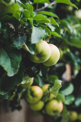 urban gardening apple fruit