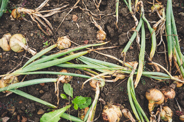 urban gardening vegetable onion
