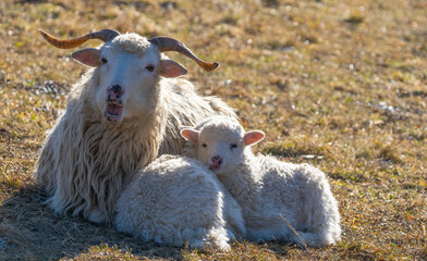 Obraz premium cute newborn lambs on a farm - close up - early spring