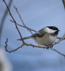 Obraz premium Black capped Chickadee.