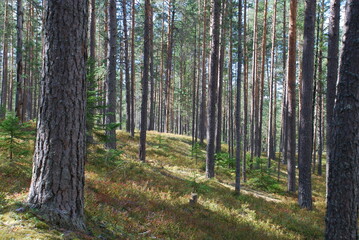 Fototapeta premium Summer day in the pine forest. Tall straight brown pine trunks in the forest. The sun illuminates the trees and the ground. Blueberries and moss grow on the ground, fallen needles lie.