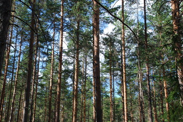 Summer day in the pine forest. Tall straight brown pine trunks in the forest. The sun illuminates the tree trunks. Through the green crowns of pines you can see the blue sky with white clouds.