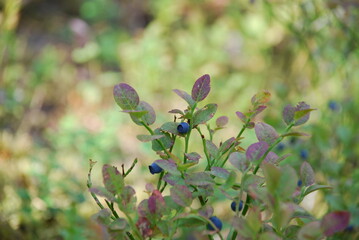 Dark blue blueberries on a bush. On a blueberry bush with green-red oval leaves hangs several round small blue berries. Moss grows on the ground, fallen pine needles lie.