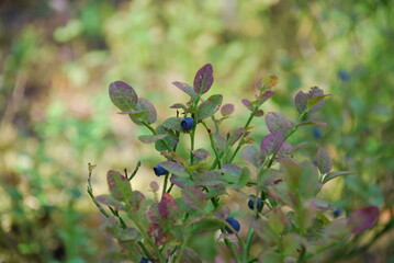 Dark blue blueberries on a bush. On a blueberry bush with green-red oval leaves hangs several round small blue berries. Moss grows on the ground, fallen pine needles lie.