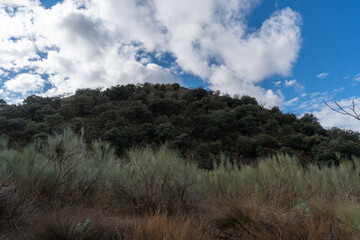 trees on a mountain in southern Spain