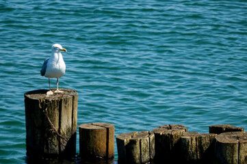 seagull on the pier , image taken in rugen, north germany, europe