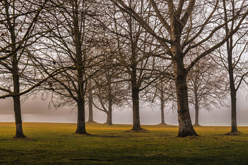 Fototapeta na wymiar Wood in Fog