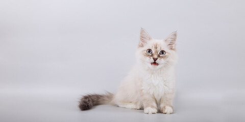 Small Siberian kittens on grey background