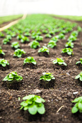 urban gardening vegetable salad greenhouse