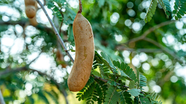 Tamarind is a leguminous tree bearing edible fruit that is indigenous to tropical Africa. The genus Tamarindus is monotypic, meaning that it contains only this species.