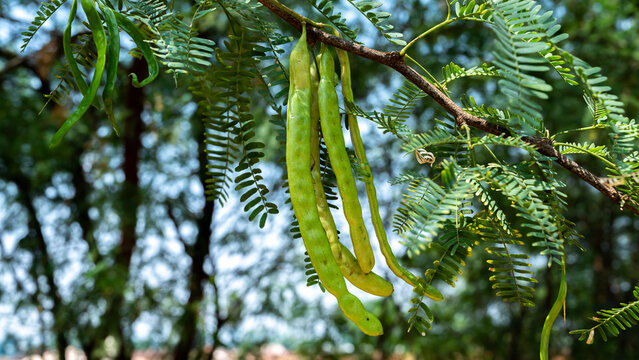 Prosopis velutina, commonly known as velvet mesquite, is a small to medium-sized tree in the Indian village