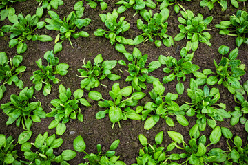 urban gardening vegetable salad greenhouse