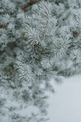 Naklejka na ściany i meble pine branches covered with snow