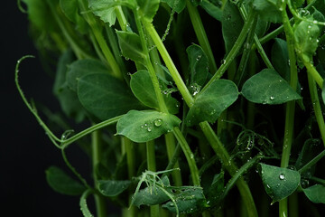 Pea Microgreens dense sprouts organic baby shoots close up   