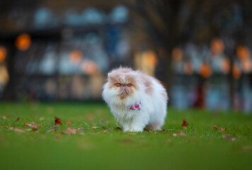 A fluffy Persian cat in a downtown.