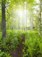 Forest path in a green forest with sunbeams in the background