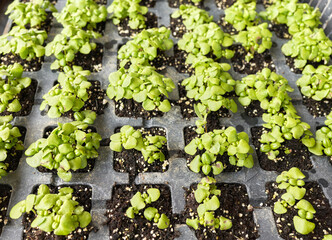 Close up picture of basil seedlings in a container, selective focus.