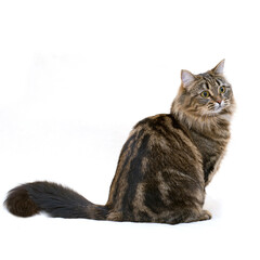 Fluffy cat with marble color on a white background