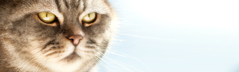 Portrait of an incredibly beautiful gray British Shorthair cat.